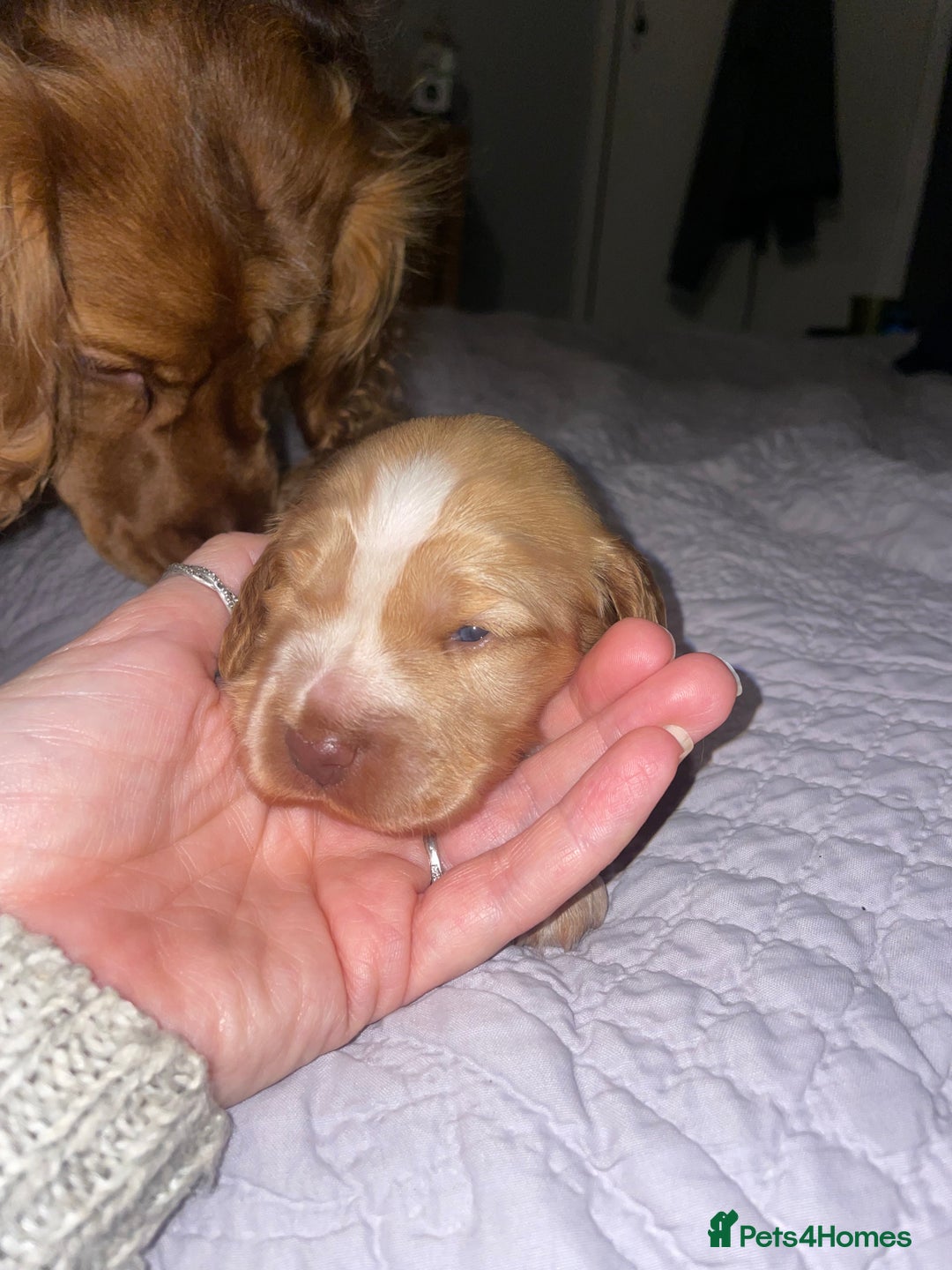 Cocker Spaniel dogs for sale: Beautiful health tested Cocker spaniel pups  - Advert 5