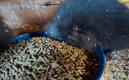 Mixed Breed rabbits for sale: Last Minilop, lionhead, mixed breed baby rabbits. - Image 4