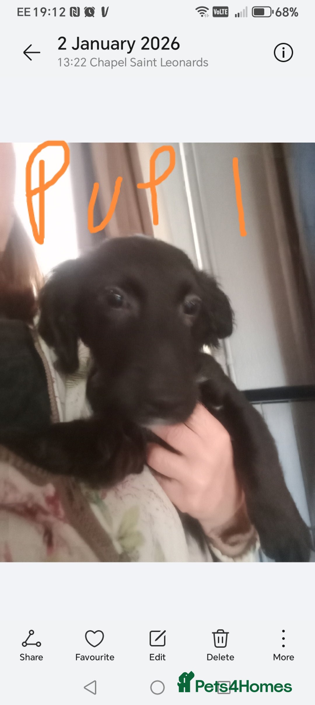 Mixed Breed dogs for sale: 3 Cockapoo x Jack Russell DNA clr Mum - Advert 9