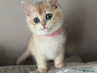 British Shorthair cats Blue golden girl BSH - Advert 8