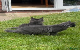 Maine Coon cats for sale: Stunning Maine Coon Kittens (Tica Registered)  in Colchester - Image 10