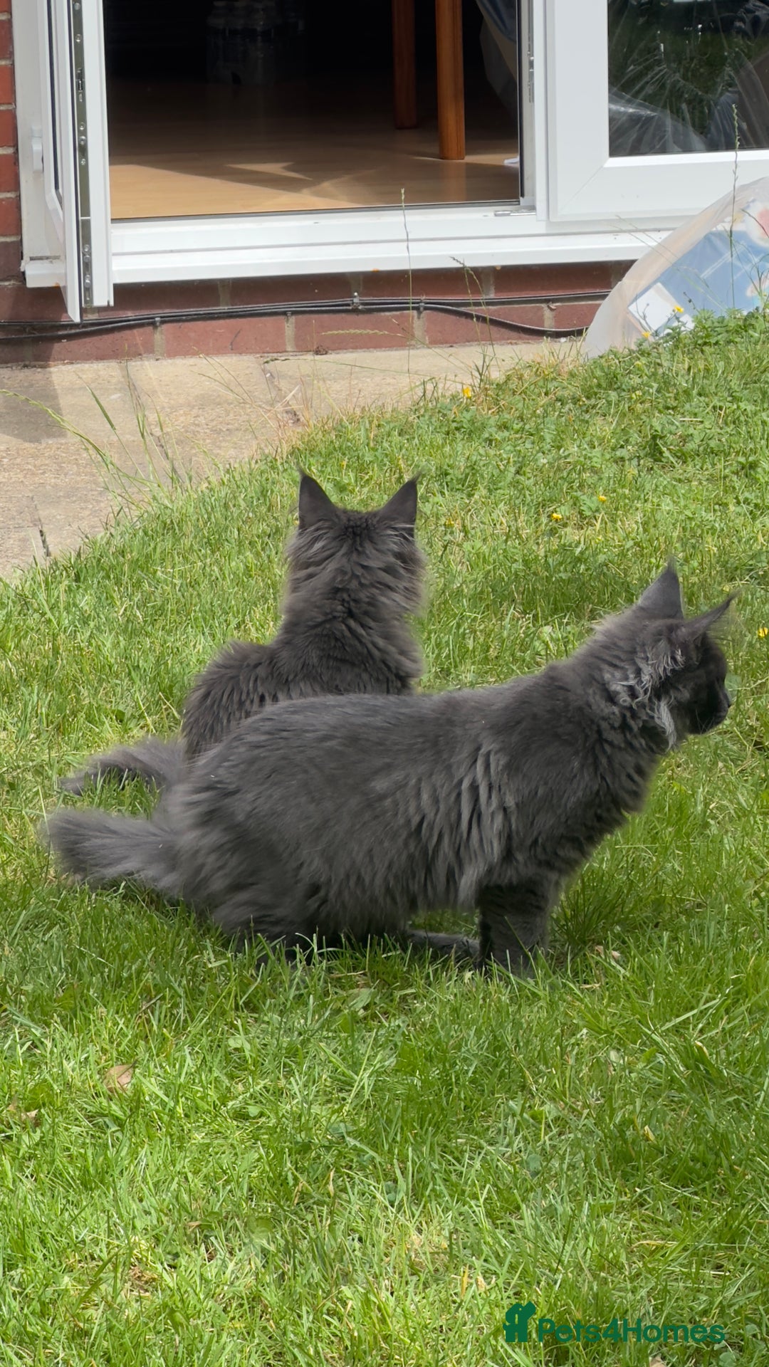 Maine Coon cats for sale: Stunning Maine Coon Kittens (Tica Registered)  in Colchester - Image 10