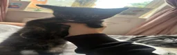 Mixed Breed cats for sale: One beautiful female left - Advert 4