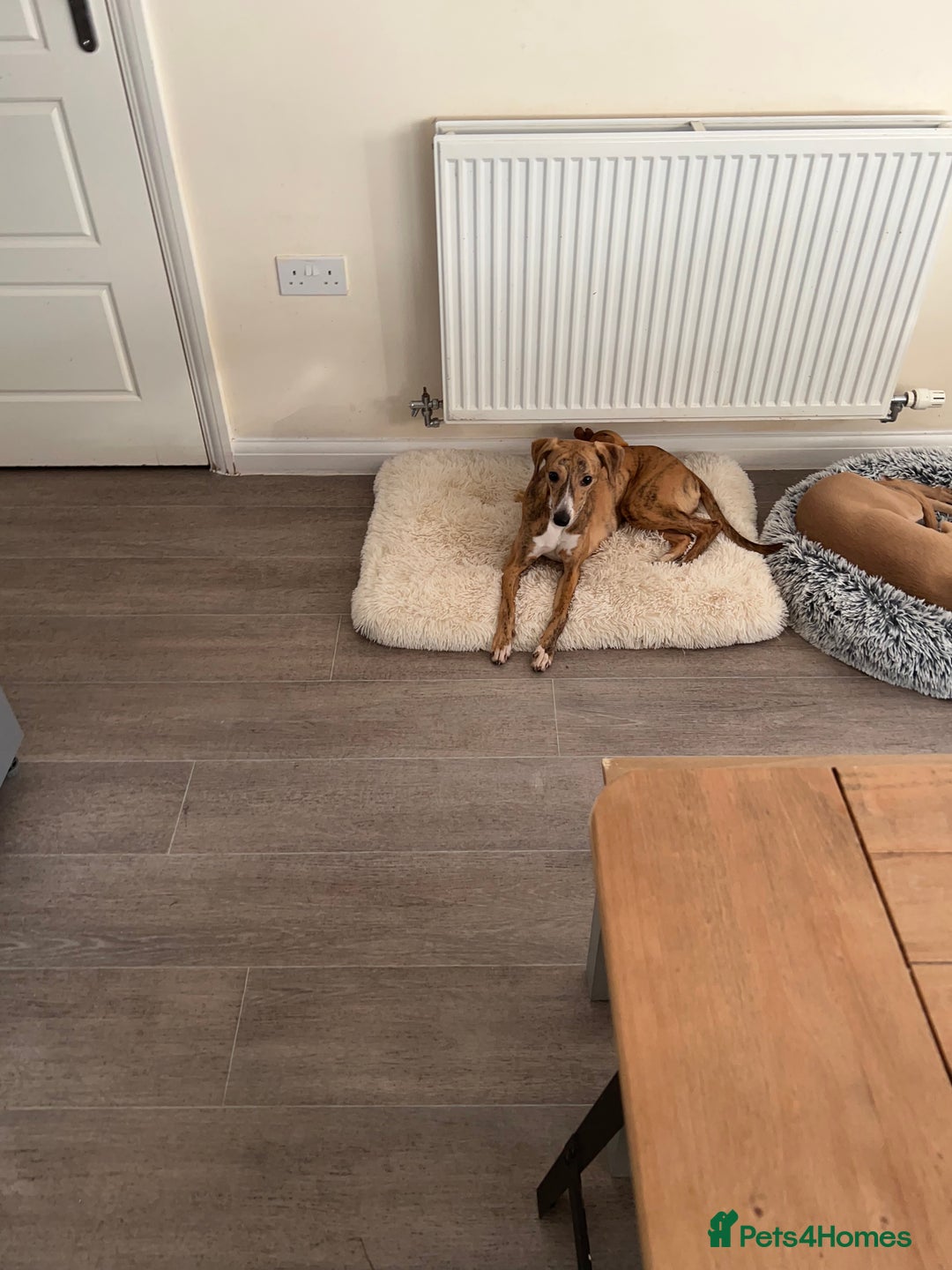 Whippet dogs for sale: 10 months old beautiful whippet girl - Advert 4