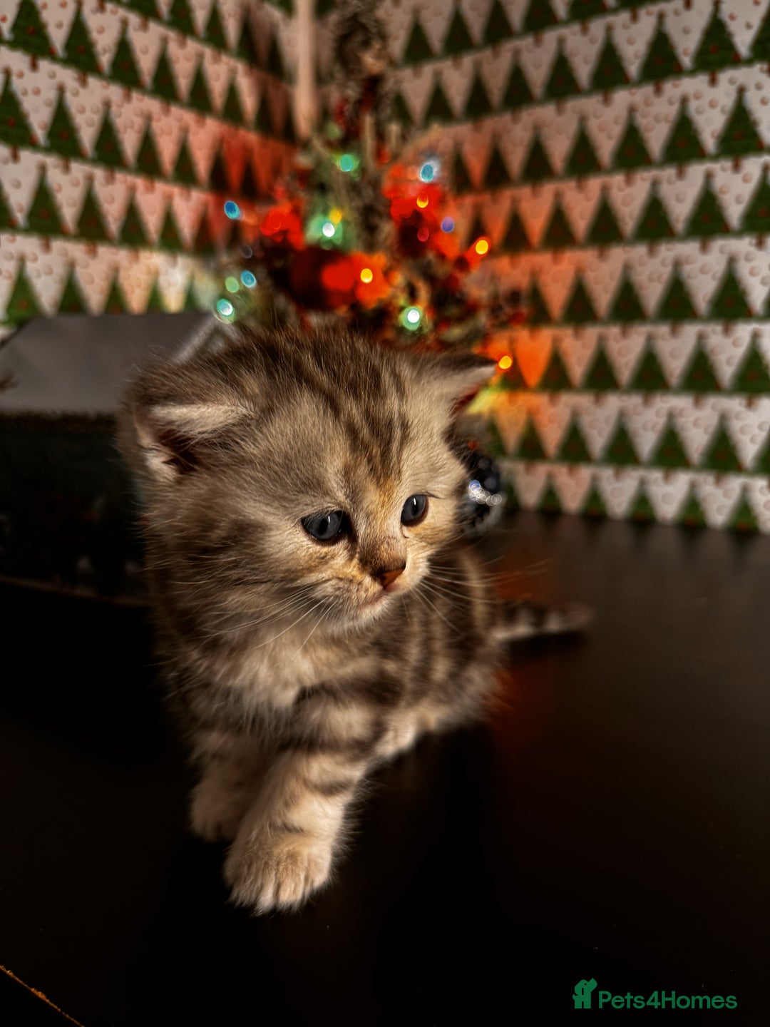 Scottish Fold cats for sale: 4 Beautiful Scottish Fold Kittens - Advert 20