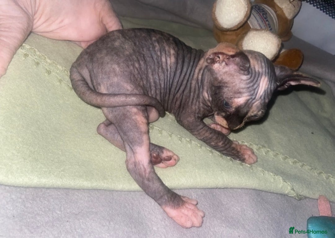 Sphynx cats for sale: 3 adorable Sphynx looking for their forever home  - Image 10