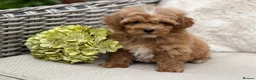 Mixed Breed dogs for sale: Exquisite litter of CAVAPOOCHONS ready now  - Advert 12