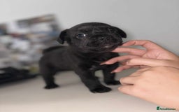 Mixed Breed dogs for sale: Adorable Puppies Looking for Their Forever Homes - Image 5