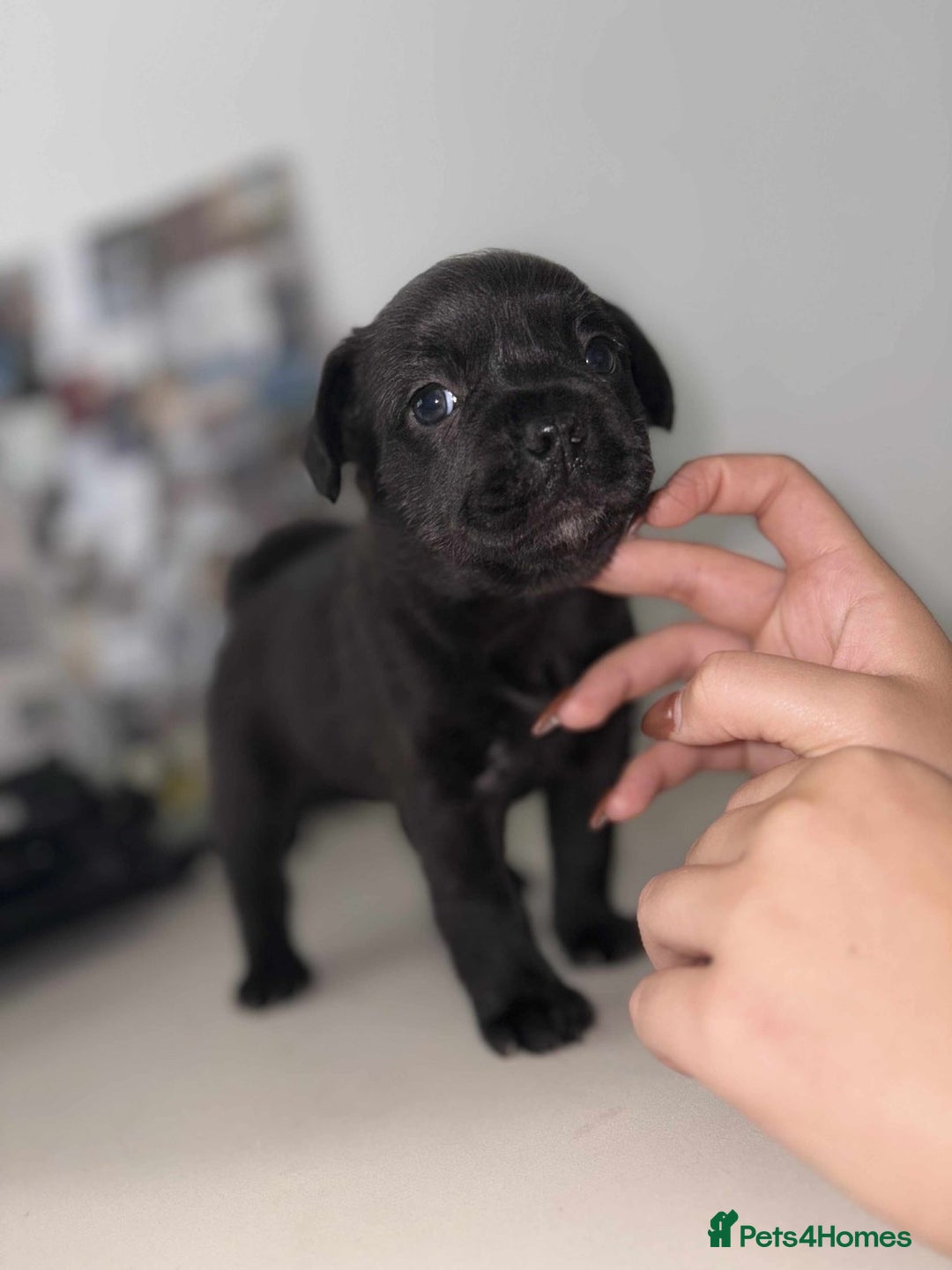Mixed Breed dogs for sale: Adorable Puppies Looking for Their Forever Homes - Image 5