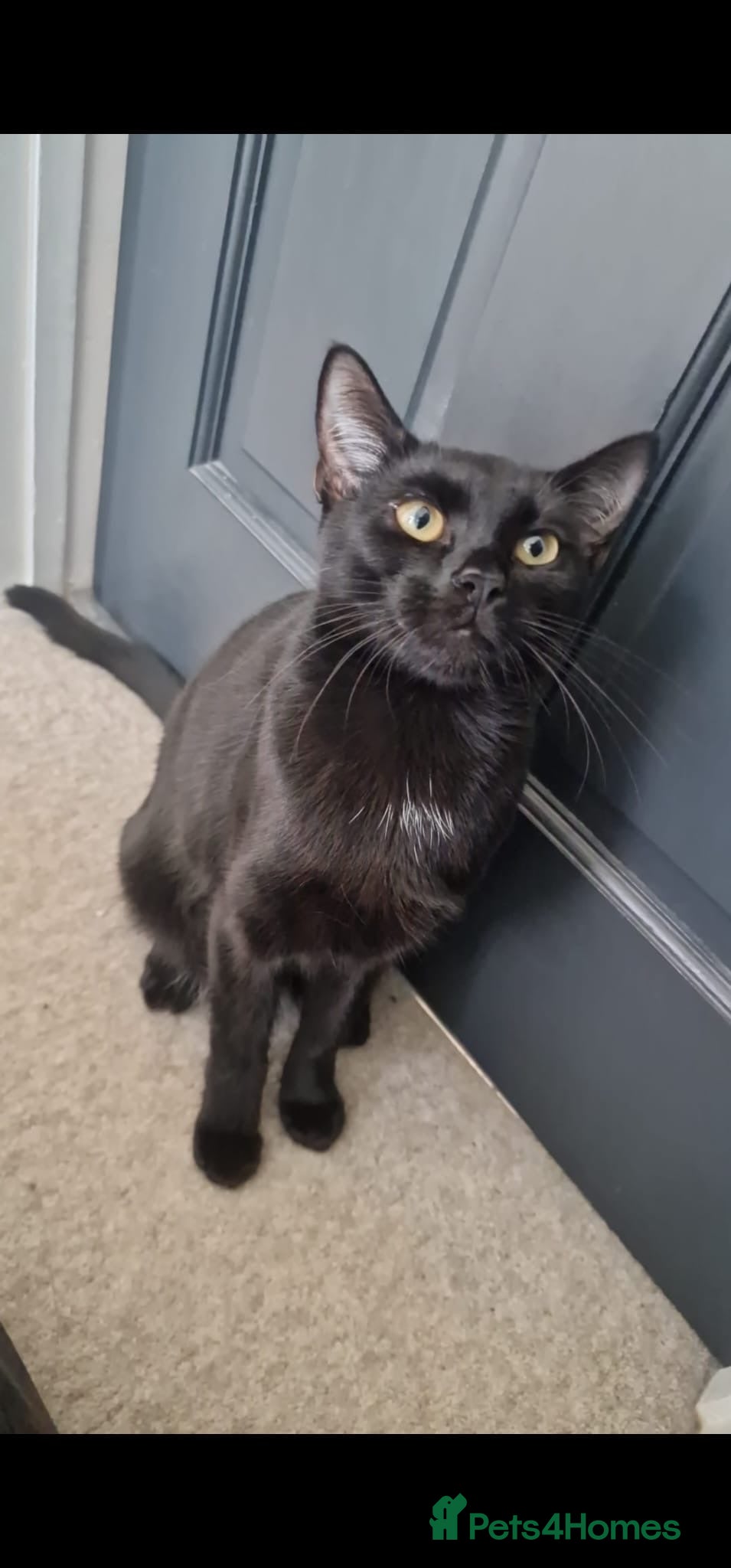 Bombay cats Cat looking for a new home  - Advert 1