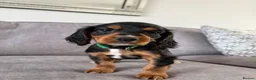 Cocker Spaniel dogs for sale: Beautiful tri coloured cocker spaniel pups   - Advert 37