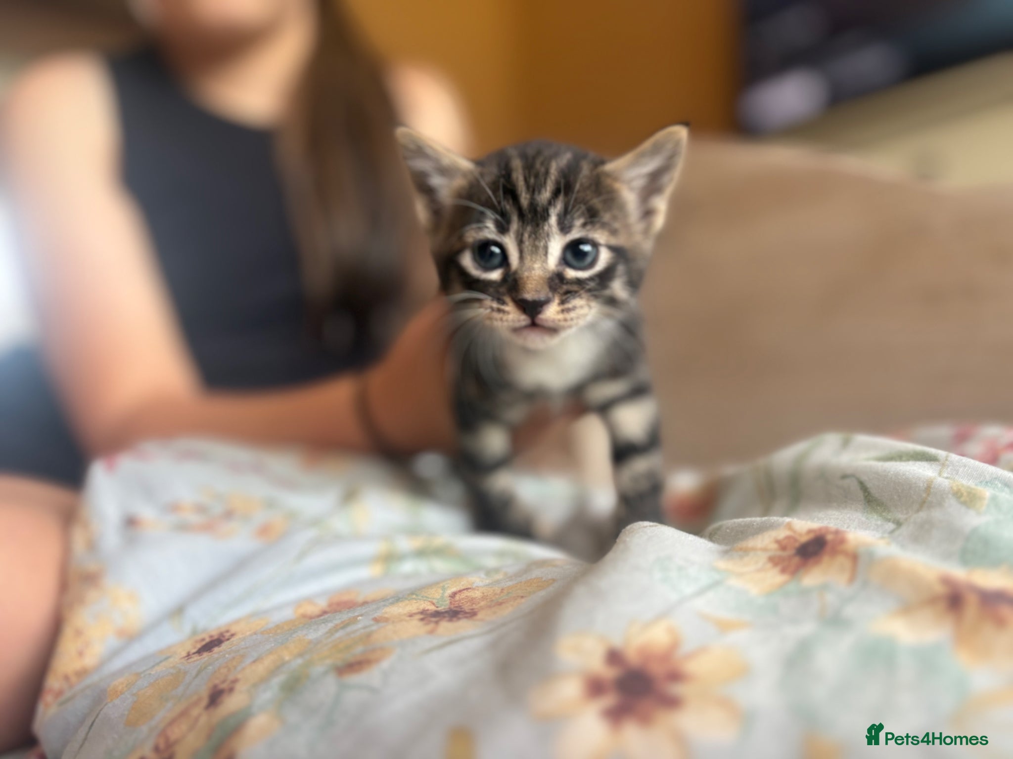 Mixed Breed cats for sale: Kittens!! in Boston - Advert 3
