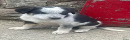Border Collie dogs for sale: 5 Border Collie Puppies for sale in Ruthin - Advert 3