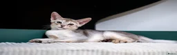 Abyssinian cats for sale: Buddy-Silver Abyssinian boy-Available-TOP quality - Advert 12