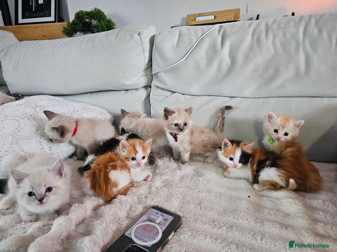 Ragdoll cats for sale: Soo cudly and playfull, two litters! - Advert 29