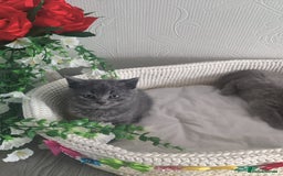 Scottish Fold cats for sale: Scottish fold blue for sale  - Image 9