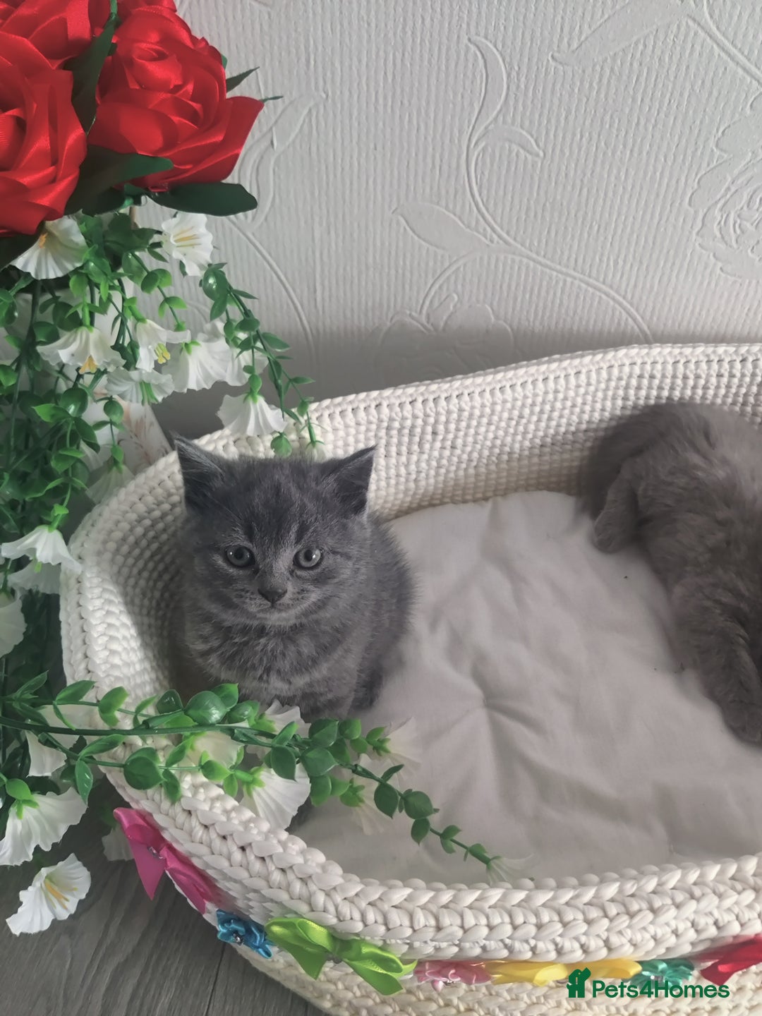 Scottish Fold cats for sale: Scottish fold blue for sale  - Image 9