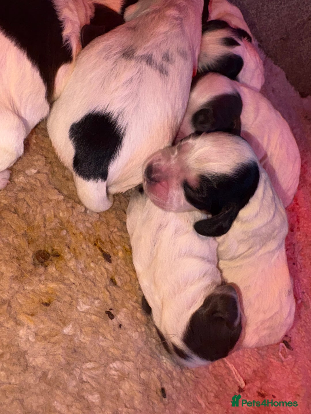 Sprocker dogs for sale: Spaniel puppies for sale - Advert 5