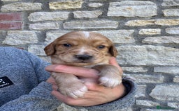 Cocker Spaniel dogs for sale: Stunning Working Cocker Spaniel Puppies - Image 9