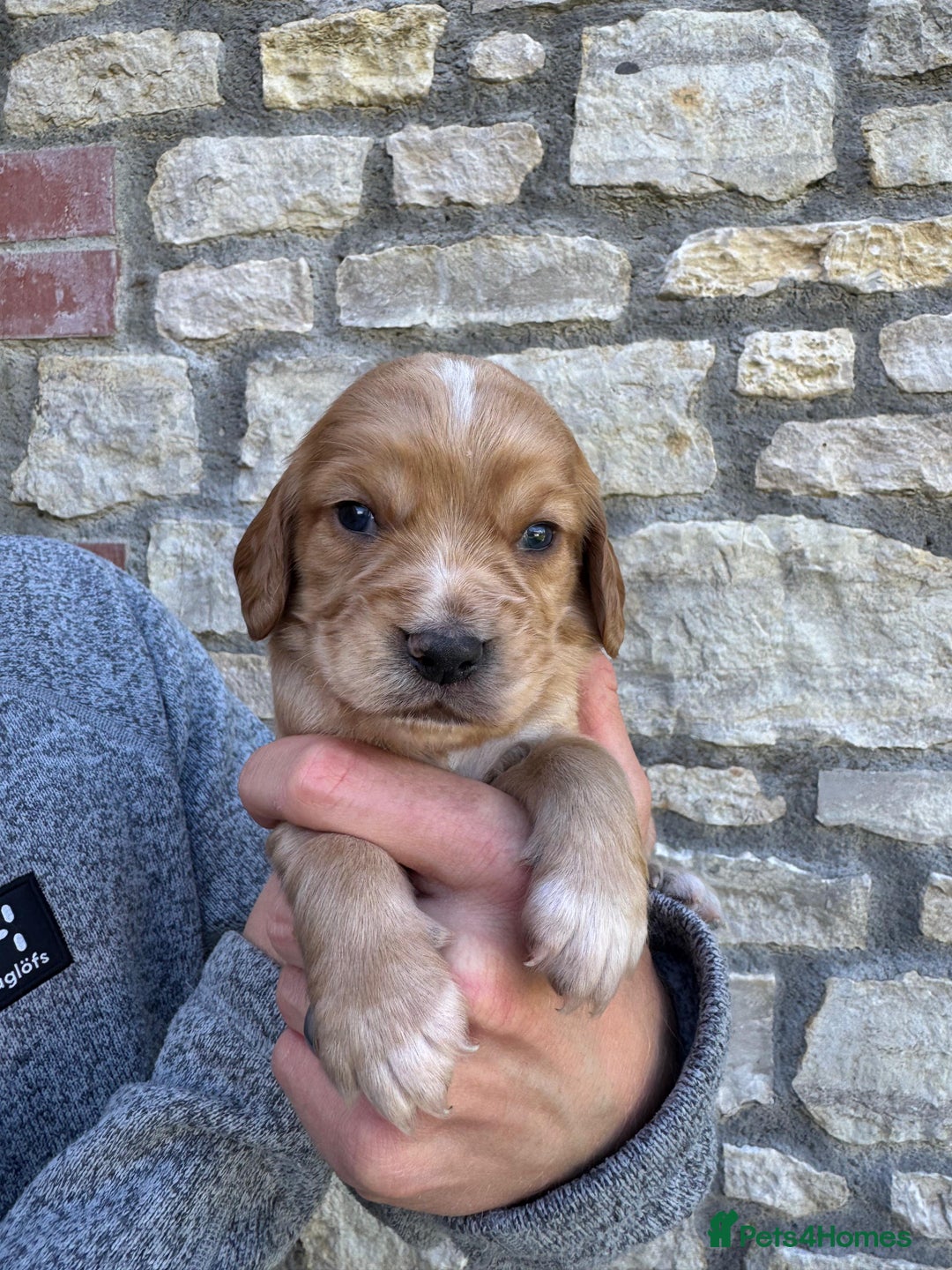 Cocker Spaniel dogs for sale: Stunning Working Cocker Spaniel Puppies - Image 9