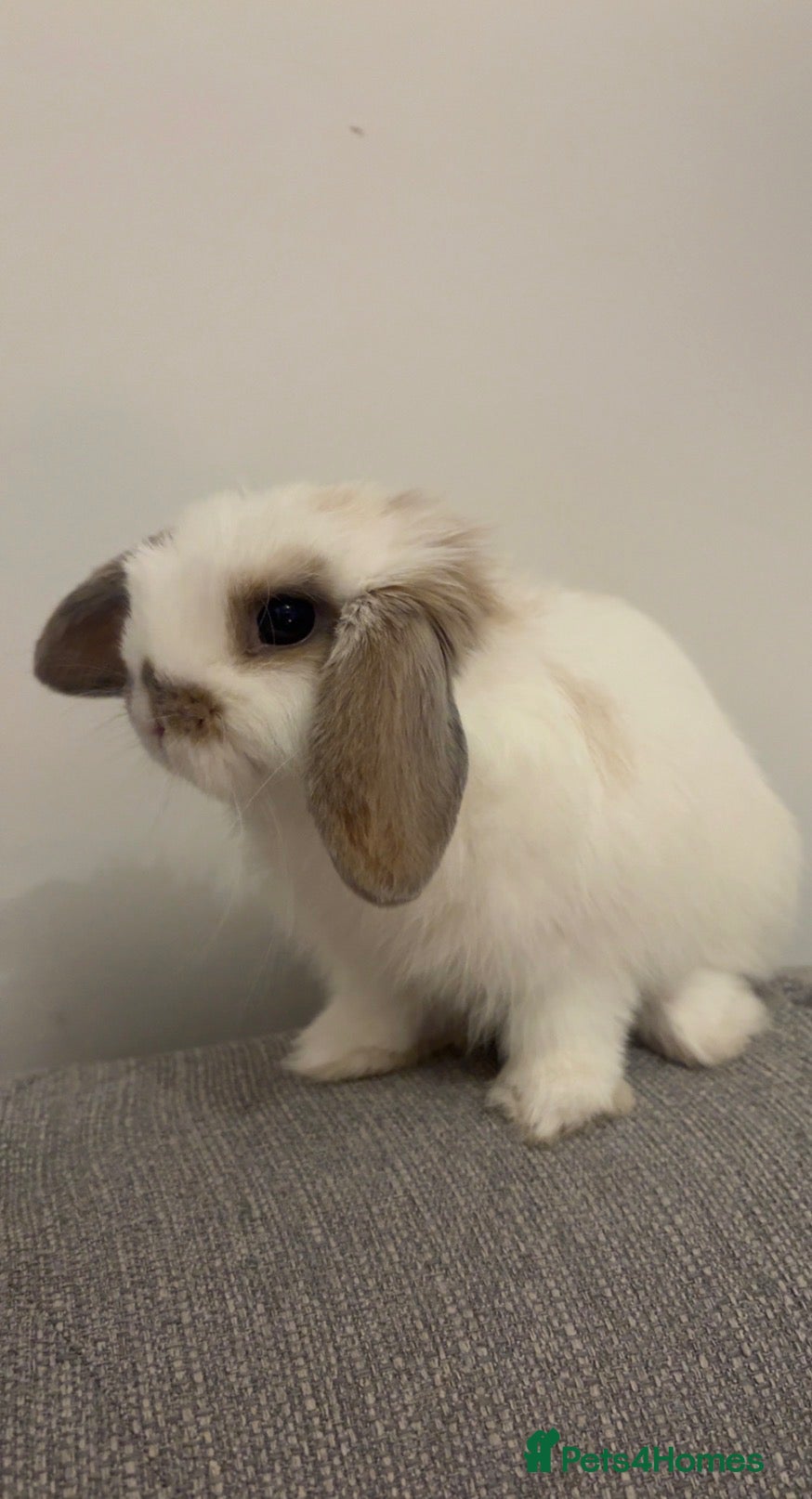 Mini Lop rabbits Mini lop bunny  - Advert 1