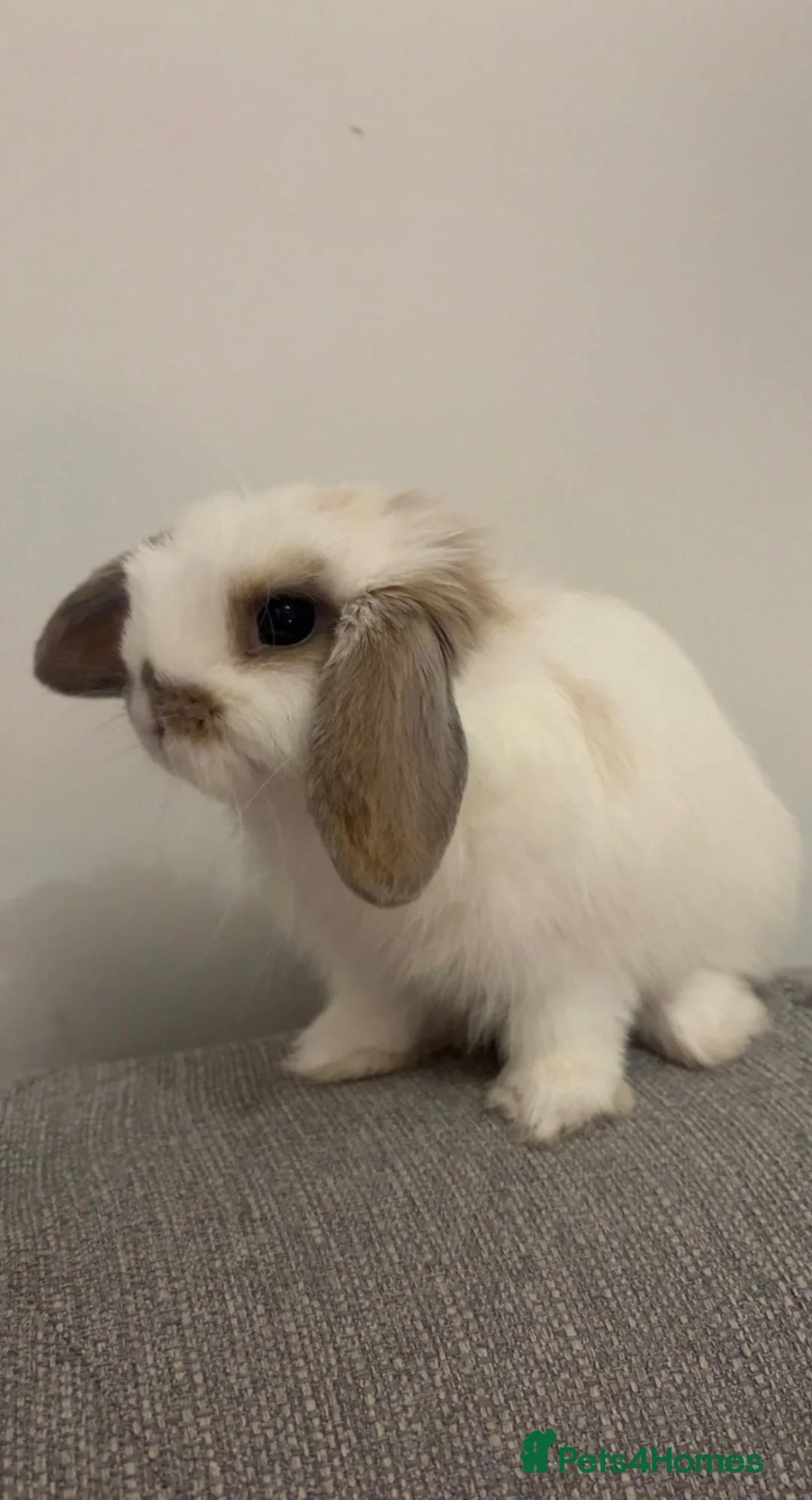 Mini Lop rabbits for sale: Mini lop bunny  - Advert 1