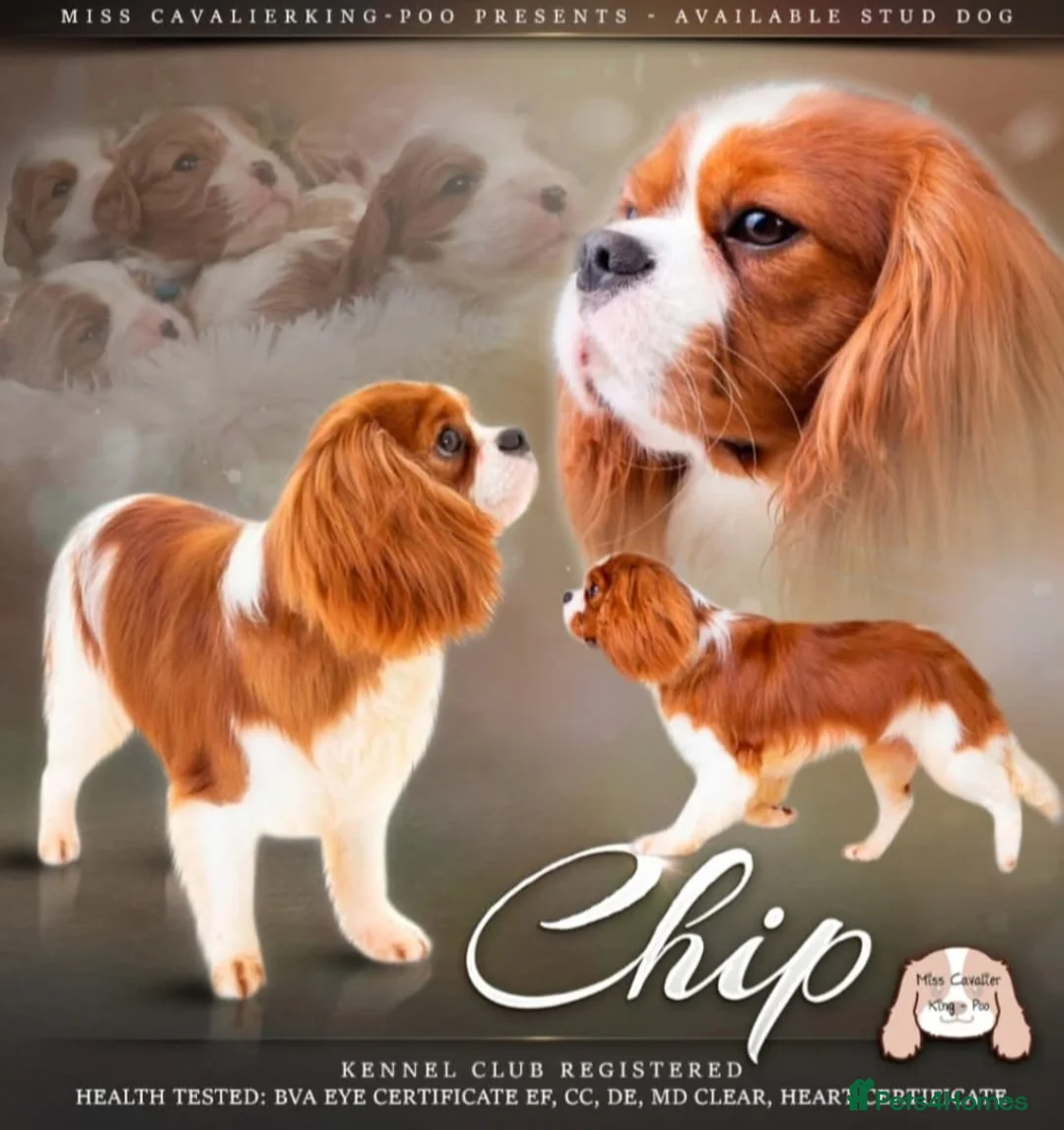 Cavapoo dogs for sale: F1 Toy cavapoos  - Advert 2