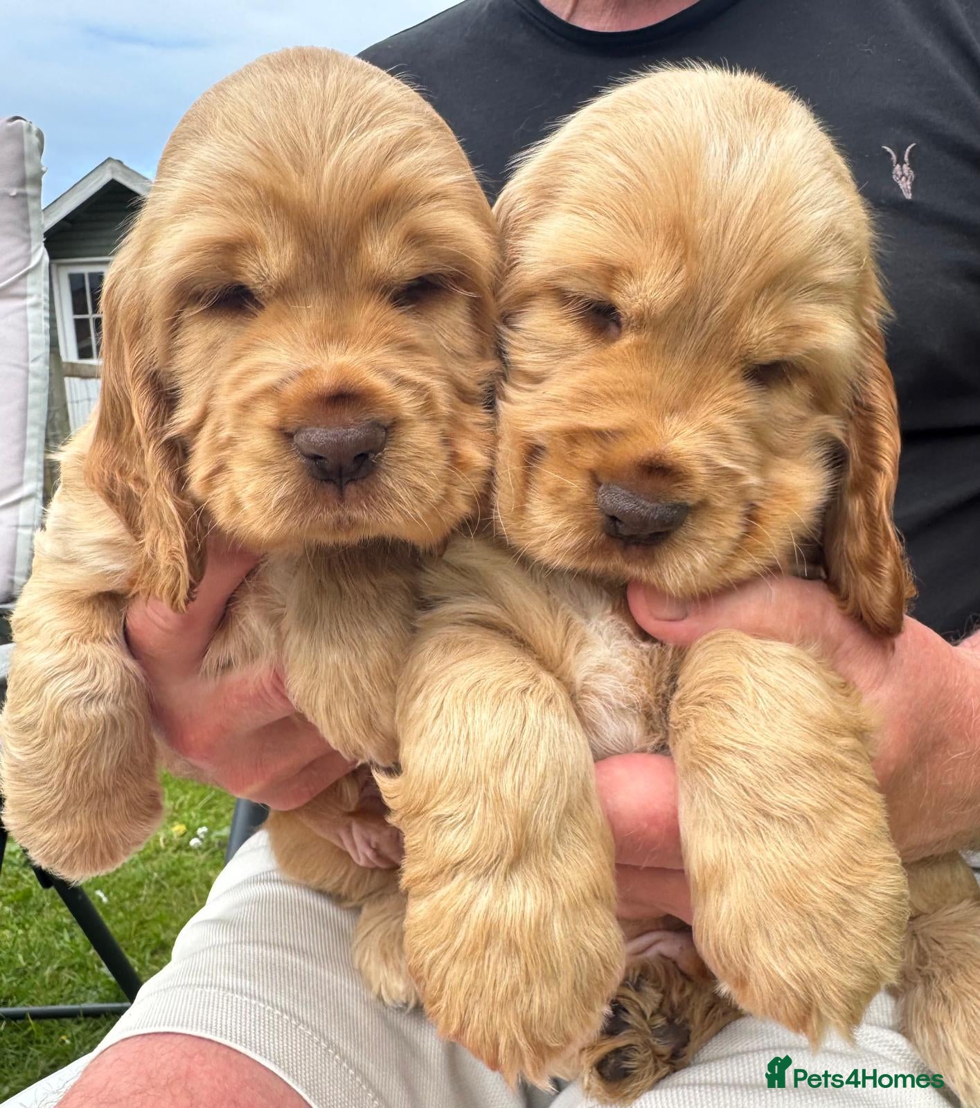 Cocker Spaniel dogs Quality Simbawood Lines TRUE Show Type Cockers - Advert 16