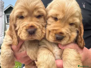 Cocker Spaniel dogs Quality Simbawood Lines TRUE Show Type Cockers - Advert 2