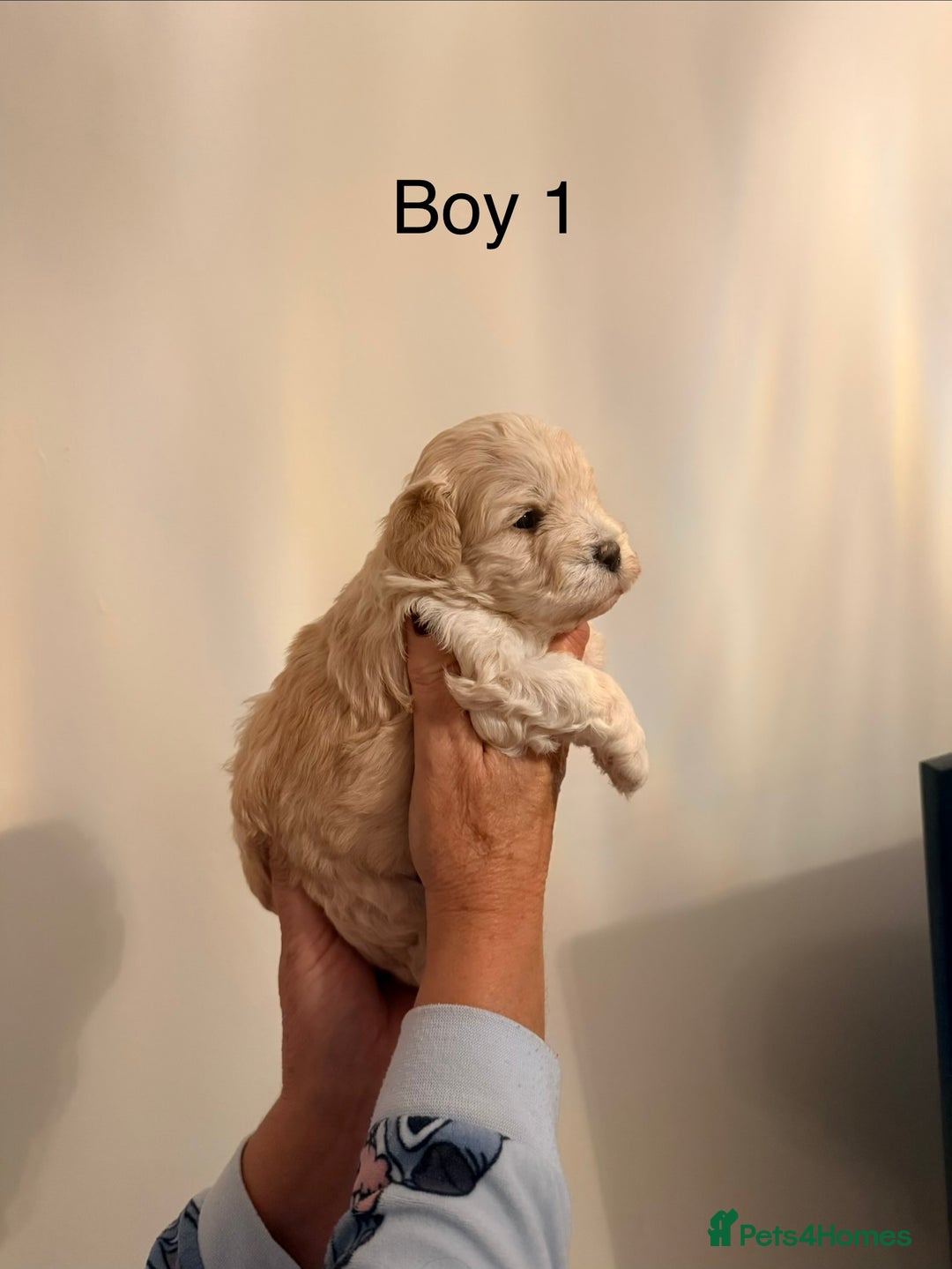 Maltipoo dogs for sale: Maltipoo puppies  - Advert 2