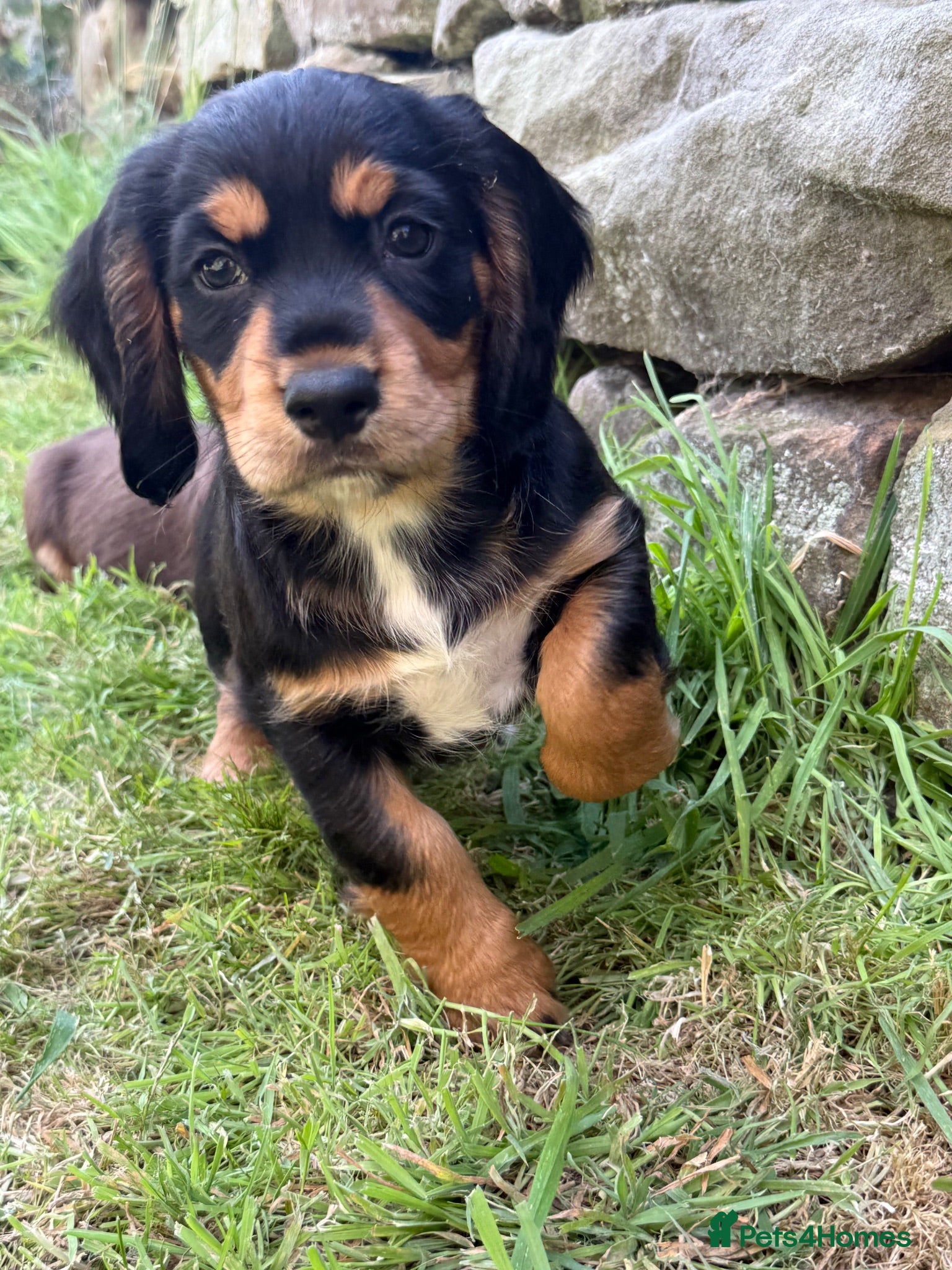 Cocker Spaniel dogs Working Cocker Spaniel Puppies - Advert 2