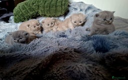 British Shorthair cats for sale: British short hair kittens - Image 4