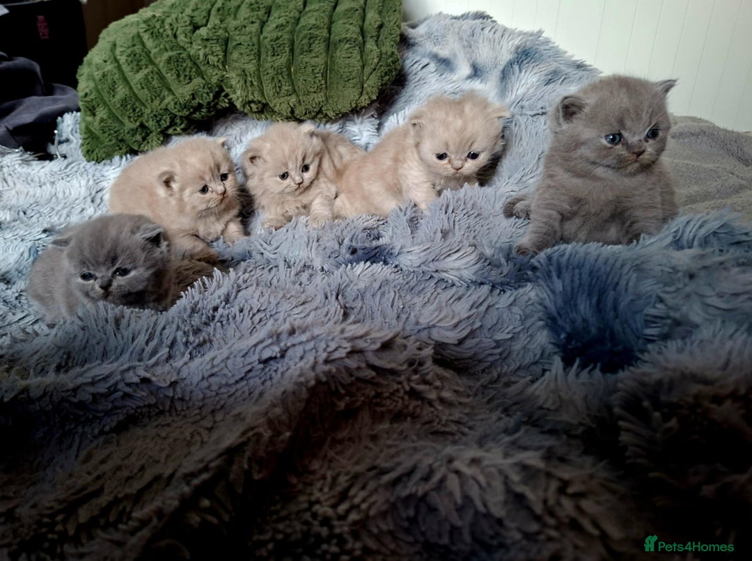 British Shorthair cats for sale: British short hair kittens - Image 4