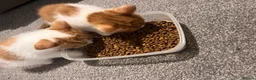 Mixed Breed cats for sale: Ginger, tuxedo and calico kittens - Advert 5