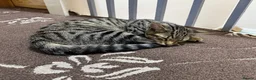 British Shorthair cats for sale: Mixed coloured kitten for sale  - Advert 5