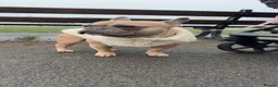 French Bulldog dogs for sale: French bulldog to a loving home in Wakefield - Advert 14
