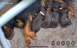 Mixed Breed dogs for sale: Cocker spaniel x sproodle beautiful puppies - Image 7