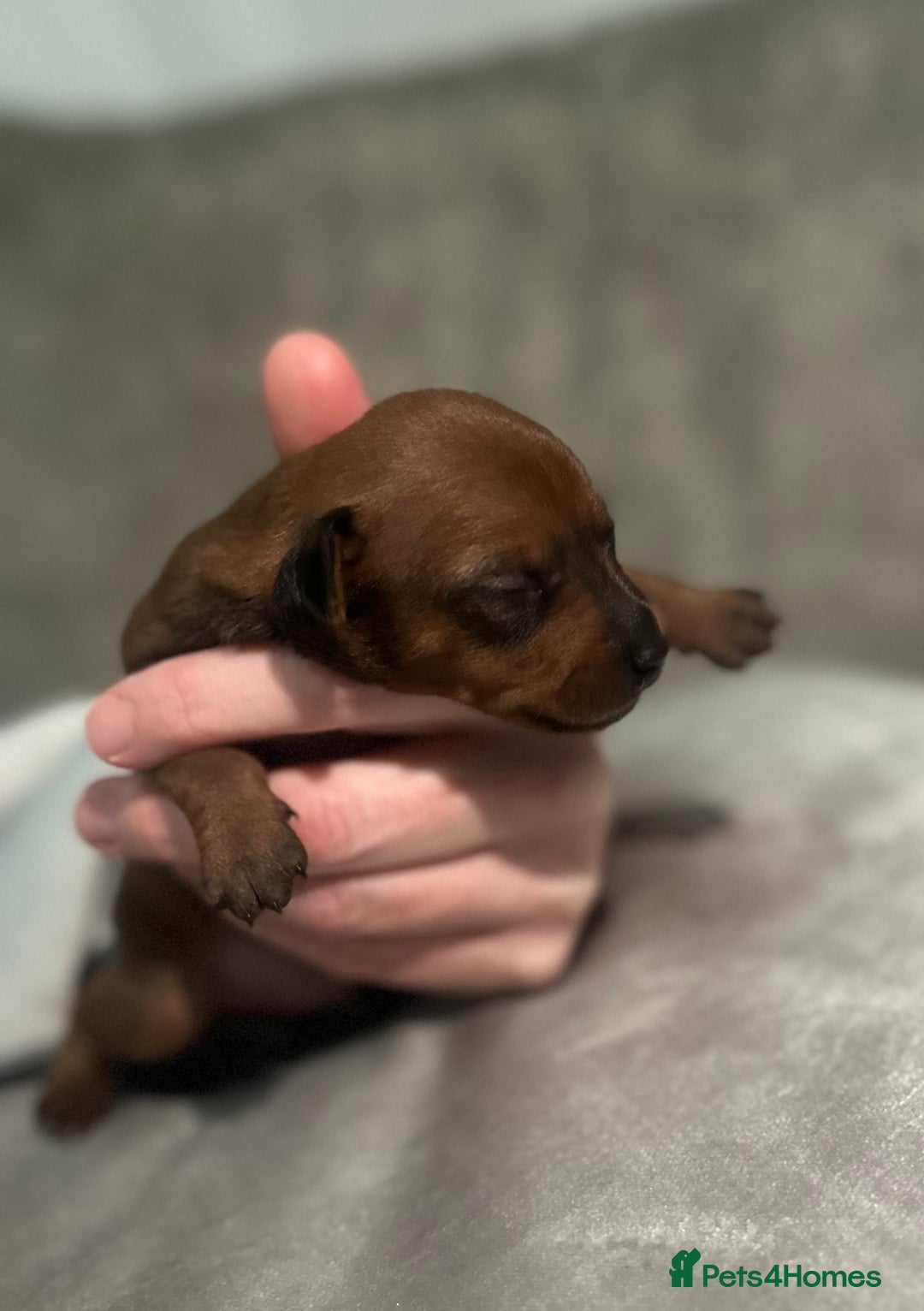 Miniature Pinscher dogs for sale: ✨ Exceptional Miniature Pinscher Puppies ✨ - Image 5