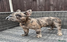 French Bulldog dogs for sale: French Bulldog Puppies with 3 Vaccines Included in Walton-on-Thames - Image 33