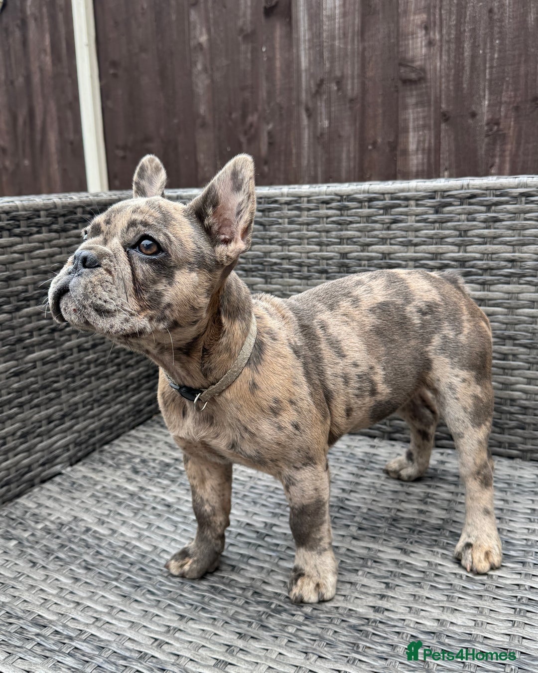 French Bulldog dogs for sale: French Bulldog Puppies with 3 Vaccines Included in Walton-on-Thames - Image 33
