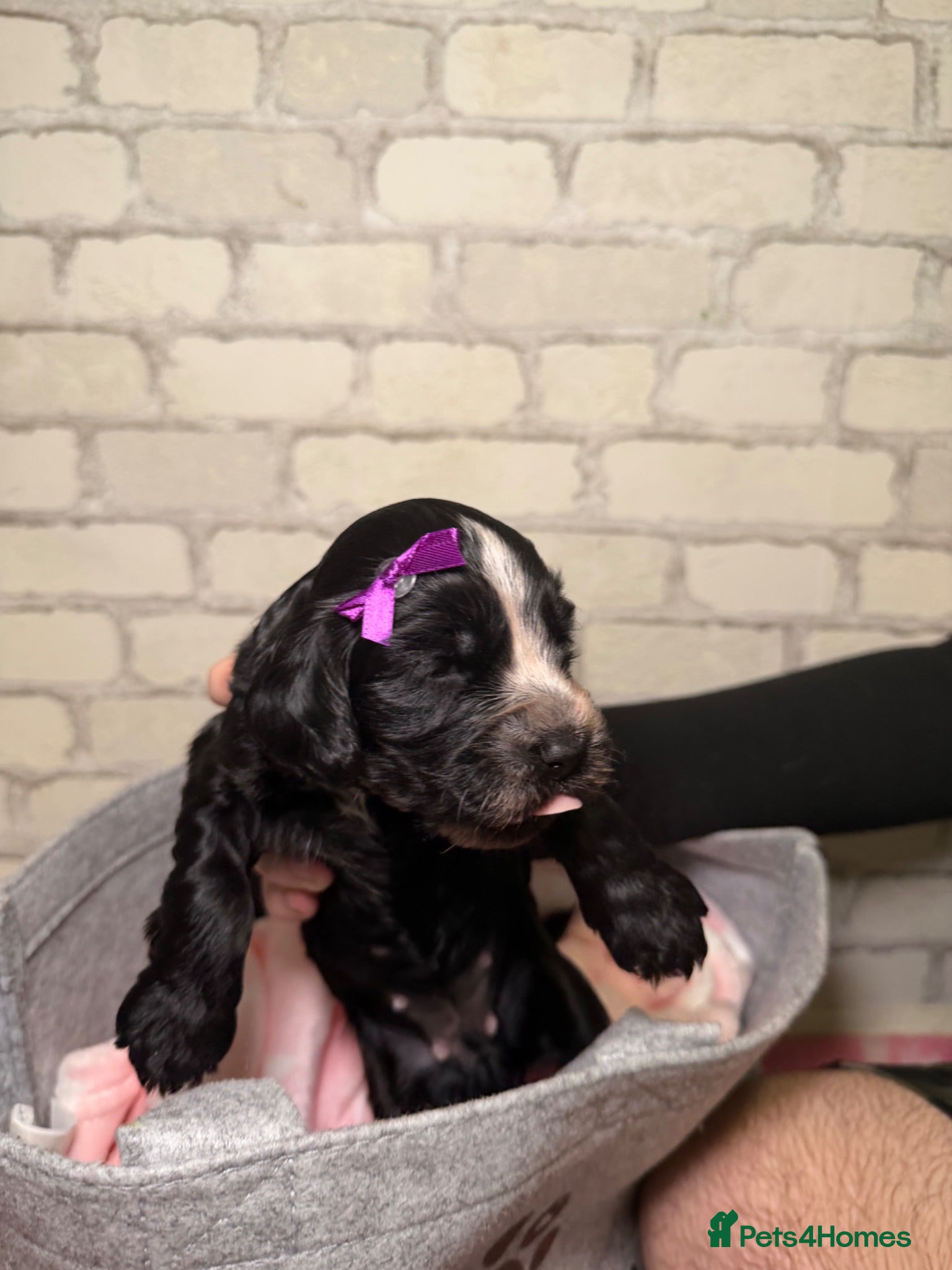 Cockapoo dogs F1B cockapoo puppies from my chocolate girl  - Advert 11