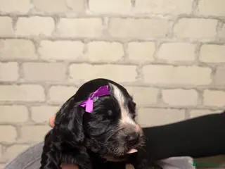 Cockapoo dogs F1B cockapoo puppies from my chocolate girl - Advert 11