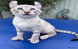 Keetso cats for sale: The best Keetso boy ever  - Image 32
