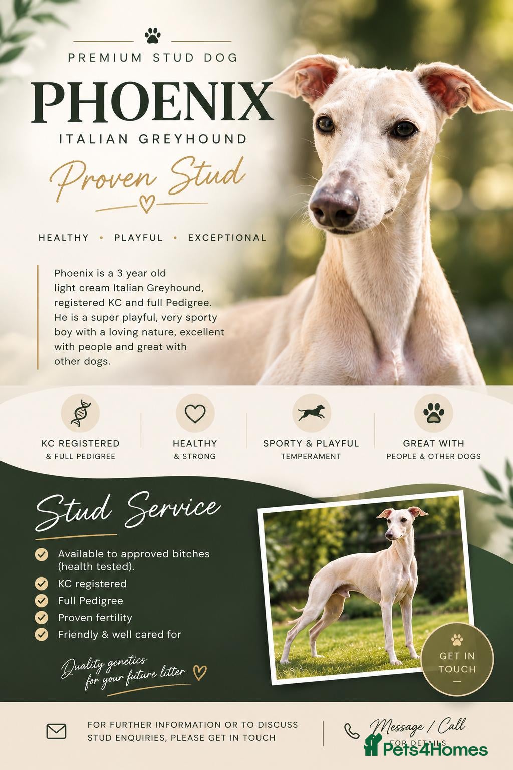 Italian Greyhound dogs KC registred Italian Greyhound proven for studding - Advert 13