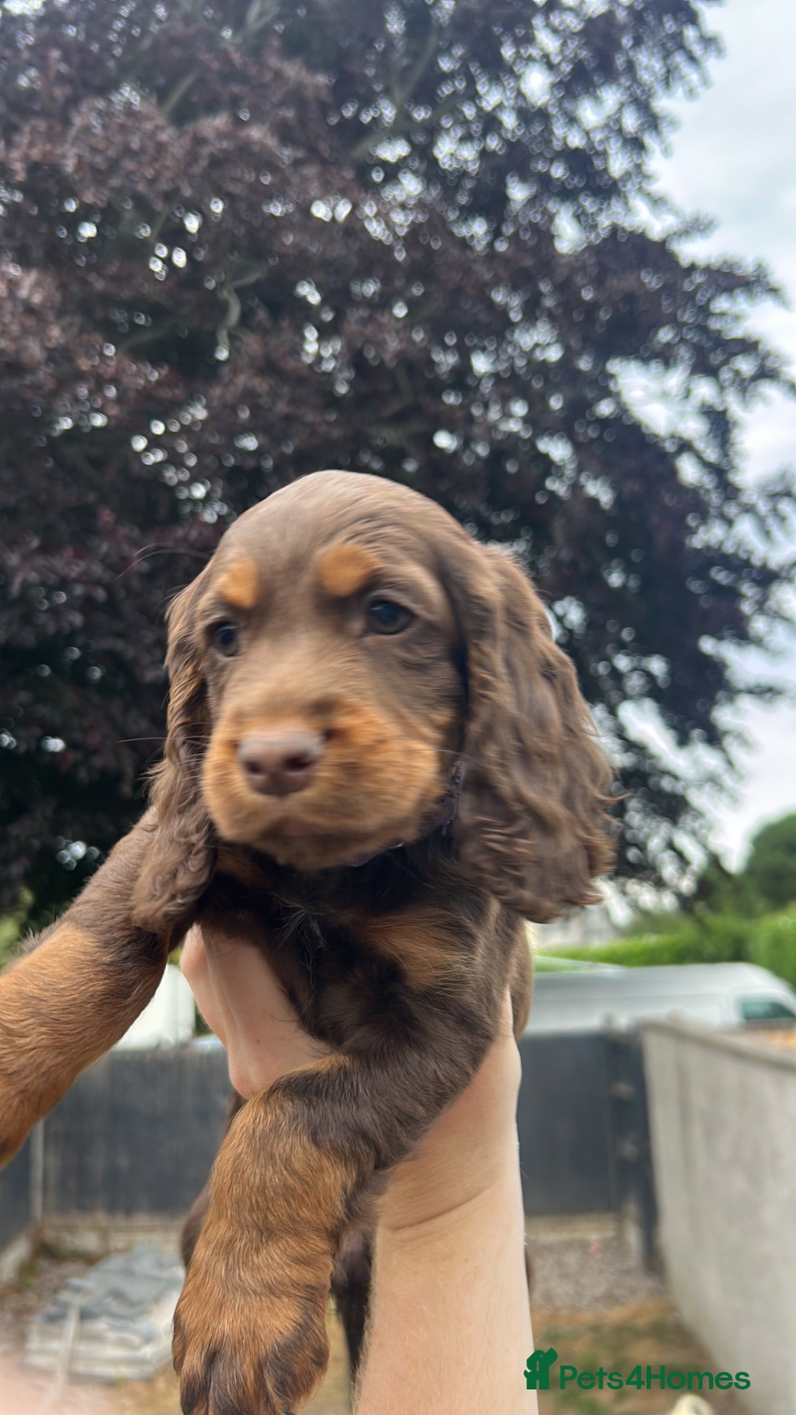 Cocker Spaniel dogs KC Cocker spaniel girl ready now  - Advert 12