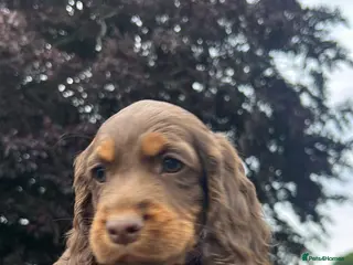 Cocker Spaniel dogs KC Cocker spaniel girl ready now - Advert 12