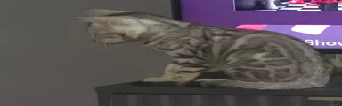 Bengal 6