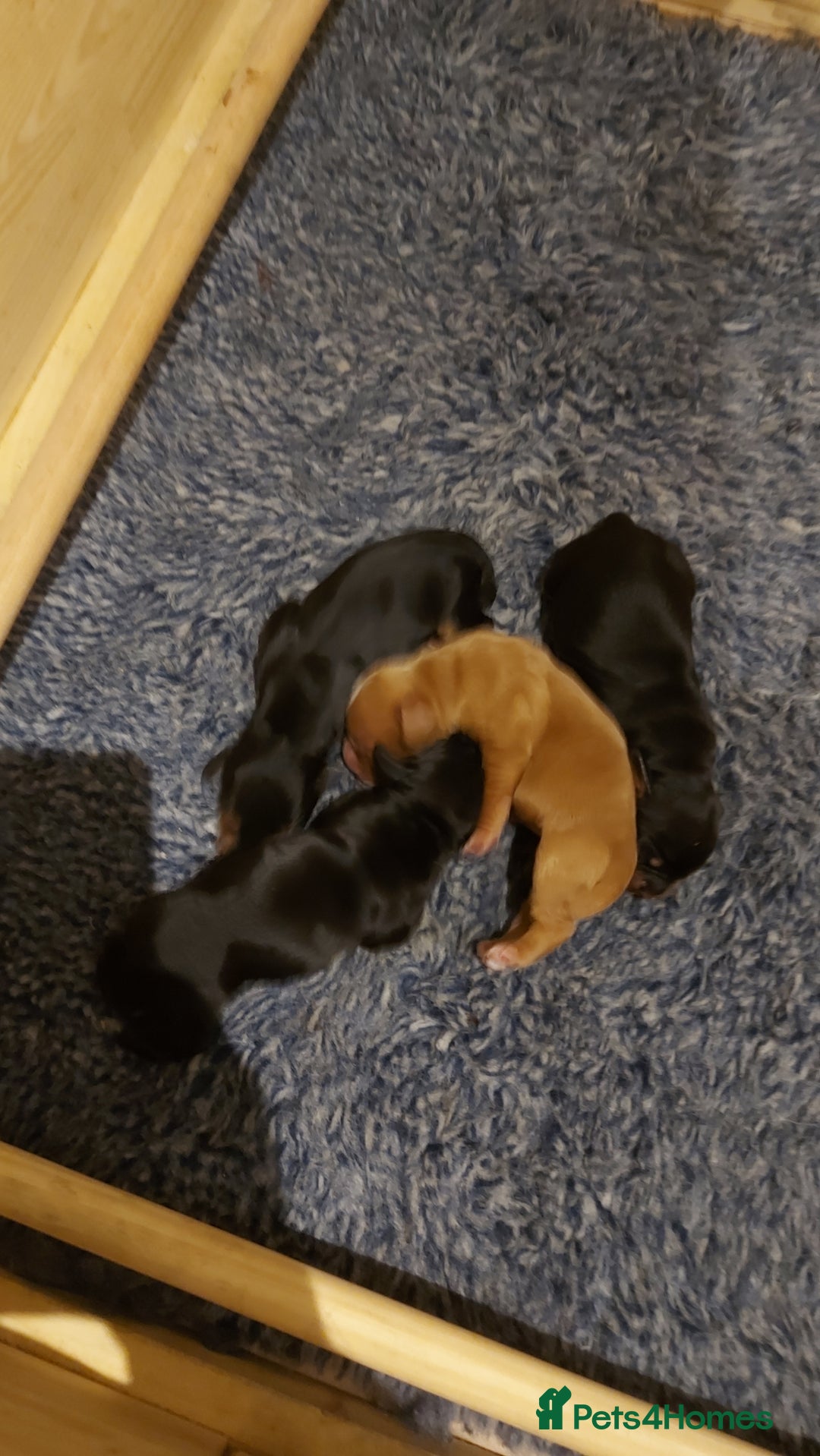 Cocker Spaniel dogs for sale: KC Registered Working Cocker Puppies  - Advert 11
