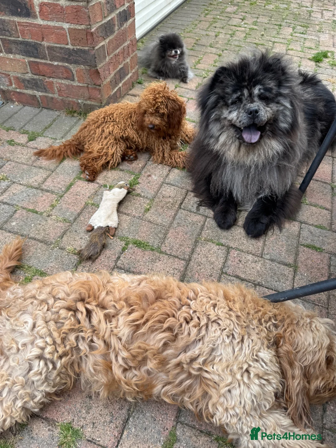 Chow Chow dogs for sale: 🩷 Rare World KC Merle Chow Chow Girl BLUU 🩷🐾  - Advert 2