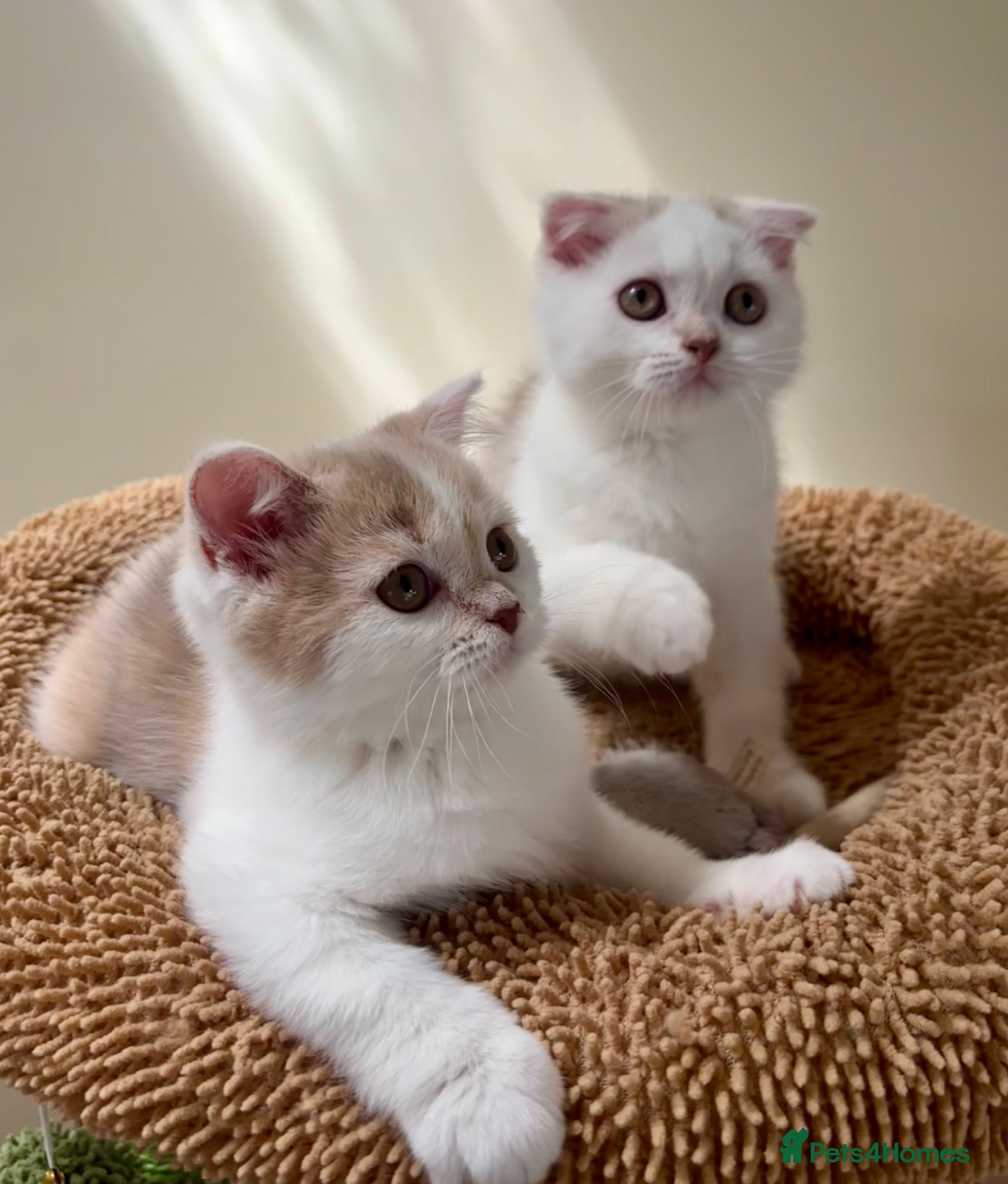 Scottish Fold cats Pedigree Adorable Scottish Fold Kittens  - Advert 13
